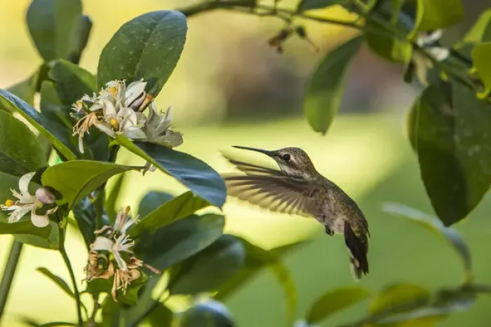 Framed Print : Annas Hummingbird sipping at a Meyer Lemon tree Framed Print : Annas Hummingbird sipping at a Meyer Lemon tree