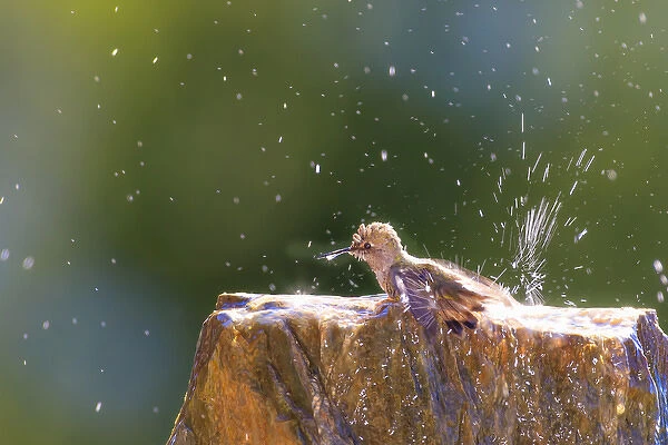 Annas Hummingbird taking a shower. Santa Cruz. California