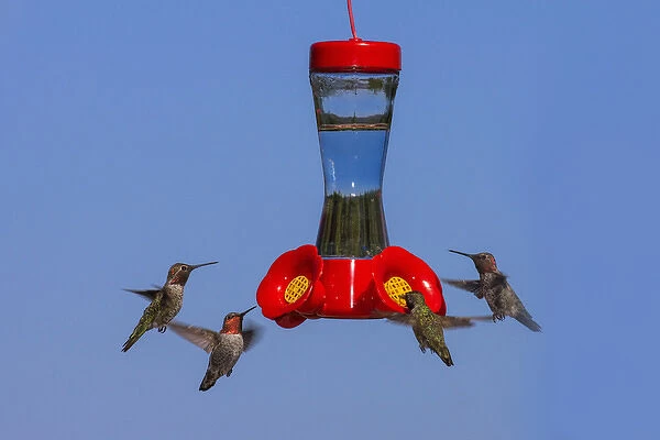 Annas Hummingbirds at feeder. Santa Cruz. California