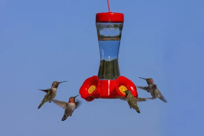 Framed Print : Annas Hummingbirds at feeder. Santa Cruz. California