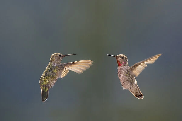 Annas hummingbirds. Male and Female. Santa Cruz. Californa