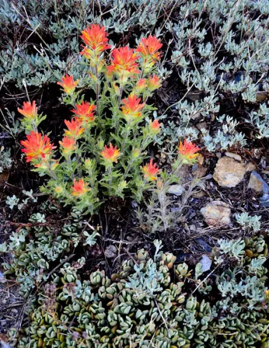 Framed Print : Ansel Adams Wilderness, CA, USA, Miniature Garden at Gem Lake Framed Print : Ansel Adams Wilderness, CA, USA, Miniature Garden at Gem Lake
