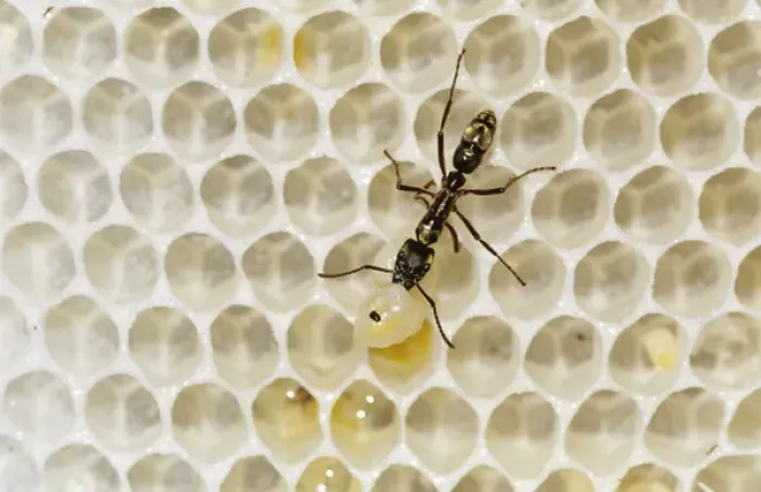 Framed Print : Ant, Formicidae, ant on bee hive with bee larva as prey, The Inn at Chachalaca Bend