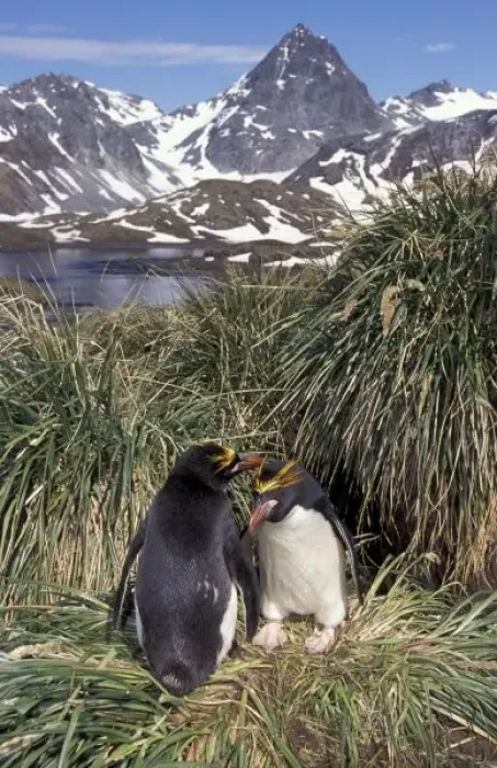 Framed Print : Antactic, South Georgia Island, Cooper Bay, Macaroni penguin couple on tussock grass Framed Print : Antactic, South Georgia Island, Cooper Bay, Macaroni penguin couple on tussock grass
