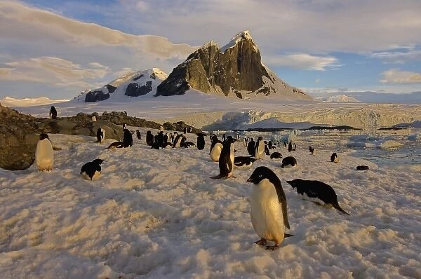 Antarctic, Antarctic