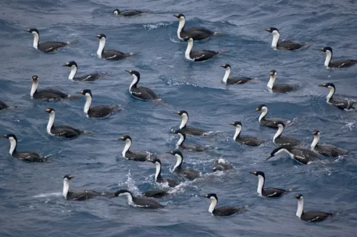 Framed Print : Antarctic (blue-eyed) Shag (Phalacrocroax bransfieldensis) in south Scotia Sea, Antarctica Framed Print : Antarctic (blue-eyed) Shag (Phalacrocroax bransfieldensis) in south Scotia Sea, Antarctica