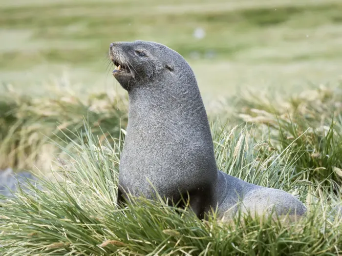 Framed Print : Antarctic Fur Seal (Arctocephalus gazella). Bull in typical Tussock Grass habitat