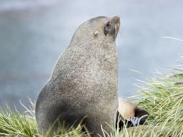Antarctic Fur Seal (Arctocephalus gazella). Bull in typical Tussock Grass habitat