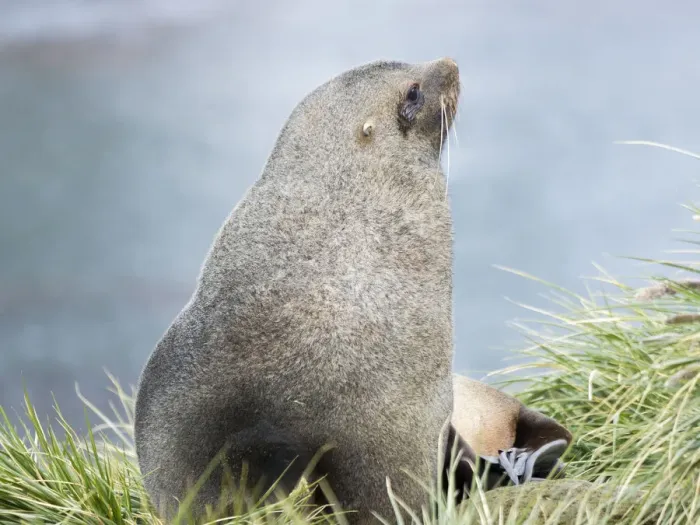 Framed Print : Antarctic Fur Seal (Arctocephalus gazella). Bull in typical Tussock Grass habitat Framed Print : Antarctic Fur Seal (Arctocephalus gazella). Bull in typical Tussock Grass habitat