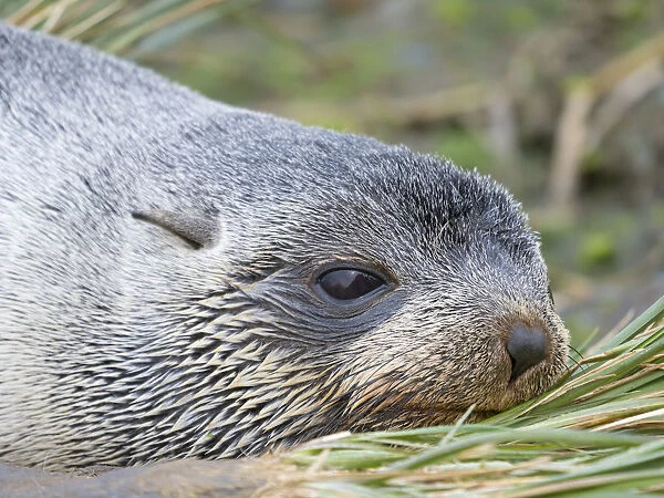Antarctic Fur Seal (Arctocephalus gazella) in typical Tussock Grass