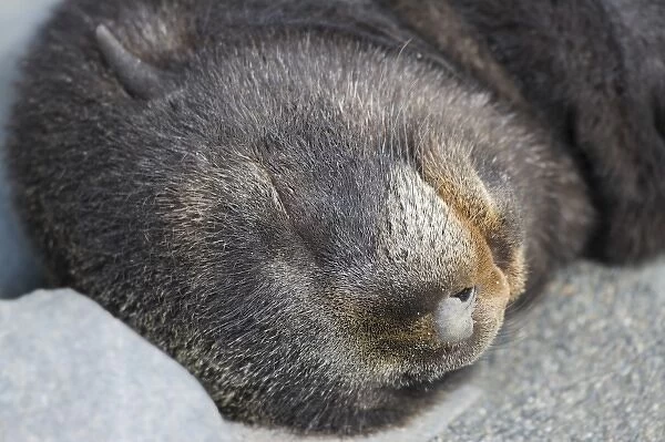 Antarctic Fur Seal (Arctocephalus gazella) cub sleeping, Salisbury Plain, South Georgia