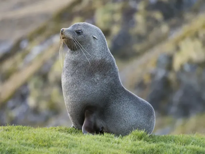 Framed Print : Antarctic Fur Seal (Arctocephalus gazella) bull. South Georgia Island