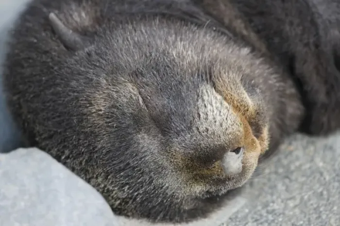 Framed Print : Antarctic Fur Seal (Arctocephalus gazella) cub sleeping, Salisbury Plain, South Georgia