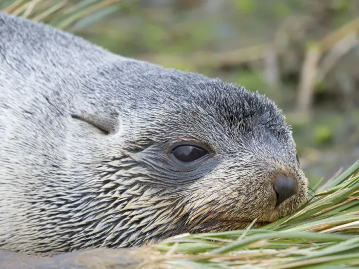 Framed Print : Antarctic Fur Seal (Arctocephalus gazella) in typical Tussock Grass
