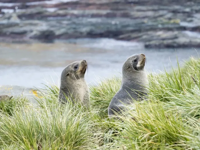Framed Print : Antarctic Fur Seal (Arctocephalus gazella) in typical Tussock Grass. South Georgia Island