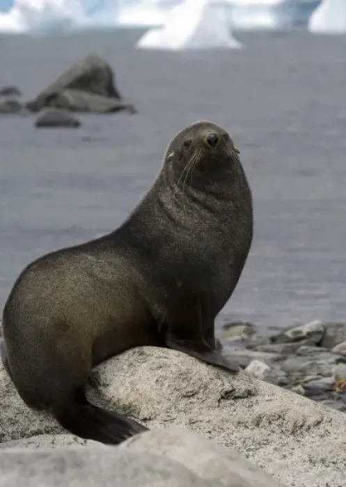 Framed Print : Antarctic fur seal on beach in Antarctica
