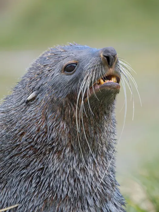 Framed Print : Antarctic fur seal bull on a beach on the island of South Georgia, Grytviken