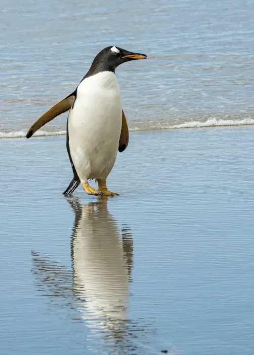 Framed Print : Antarctic, gentoo, penguin