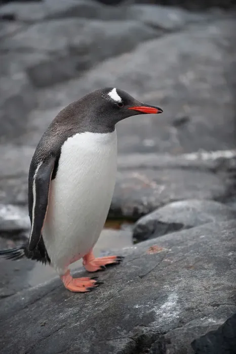 Framed Print : Antarctic. Gentoo penguin