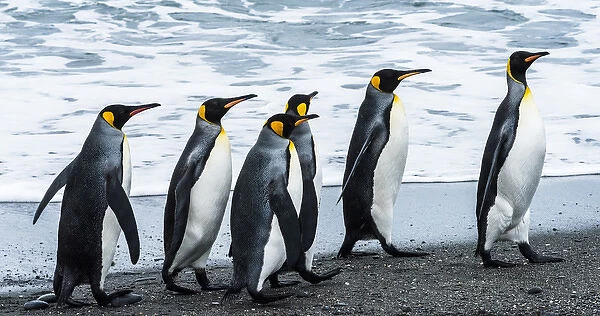Antarctic, penguins, marching