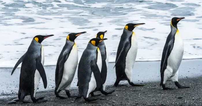 Framed Print : Antarctic, penguins, marching