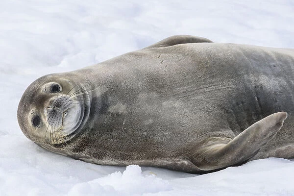 Antarctic Peninsula, Antarctica, Half Moon Island. Weddell seal resting