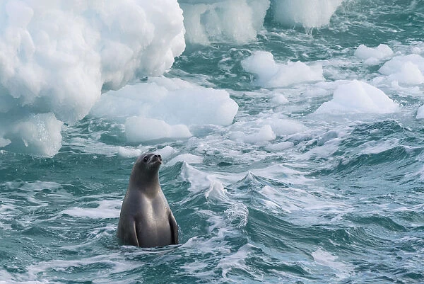 Antarctic Peninsula, Antarctica. Crabeater seal surfacing