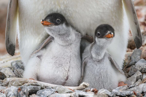 Antarctic Peninsula, Antarctica, Jougla Point. Gentoo penguin chicks, sibling love