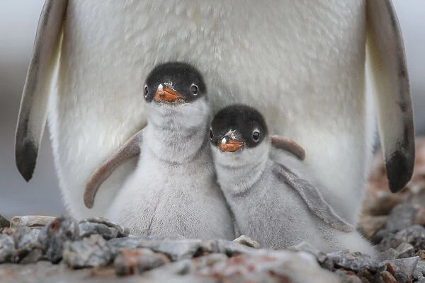Antarctic Peninsula, Antarctica, Jougla Point. Gentoo penguin chicks