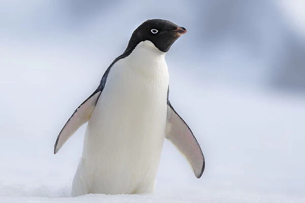 Antarctic Peninsula, Half Moon Island. Adelie penguin with wings out