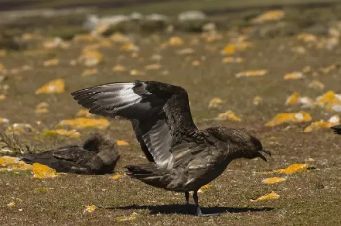 Framed Print : Antarctic Skua (Catharacta antarctica) Pebble Island, off north coast of West Falkland