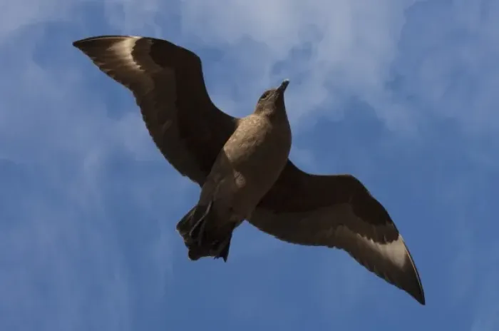 Framed Print : Antarctic Skua (Catharacta antarctica) West Falkland, Falkland Islands. They obtain