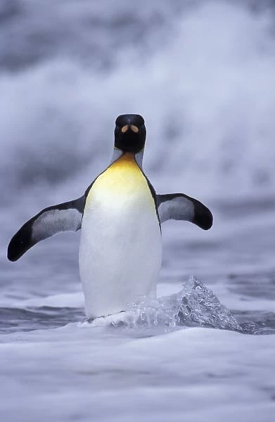 Antarctic, South Georgia Island King penguin (Aptenodytes patagonica) coming out of ocean