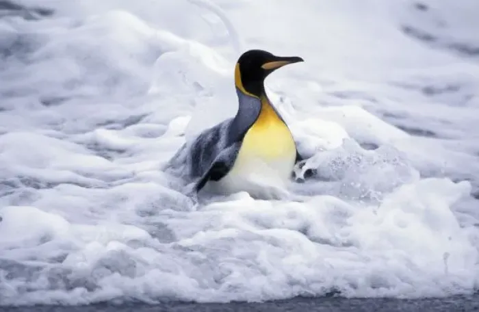 Framed Print : Antarctic, South Georgia Island King penguin (Aptenodytes patagonica) coming out of ocean