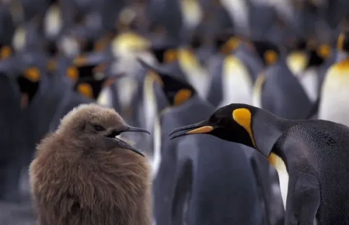 Framed Print : Antarctic, South Georgia Island King penguin (Aptenodytes patagonica) fully-grown young Framed Print : Antarctic, South Georgia Island King penguin (Aptenodytes patagonica) fully-grown young