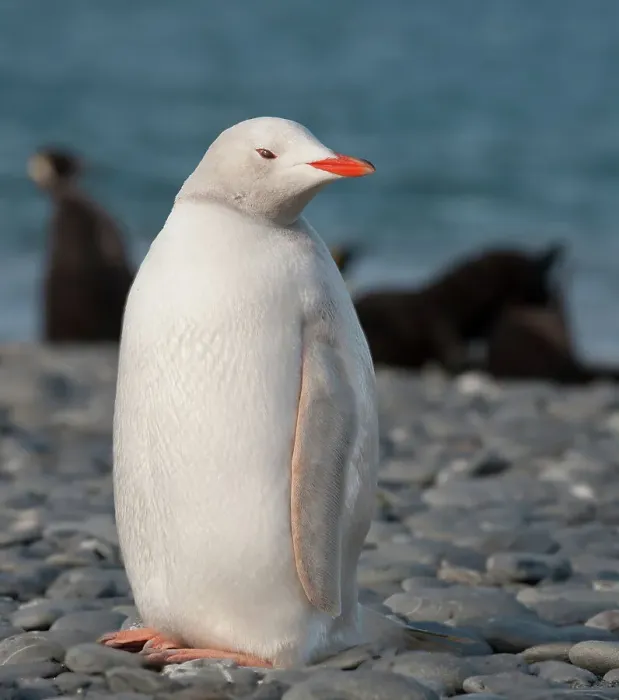 Framed Print : Antarctic, South Georgia. Rare albino penguin, Salisbury Plain