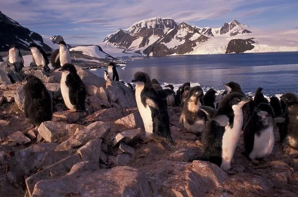 Antarctica, Adelie penguin chicks