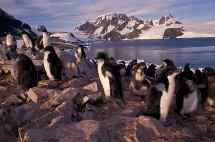 Framed Print : Antarctica, Adelie penguin chicks
