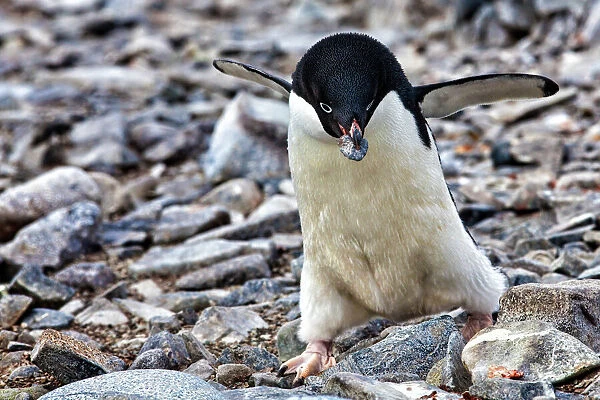 Antarctica. Adelie Penguin gathers a pebble for a nest