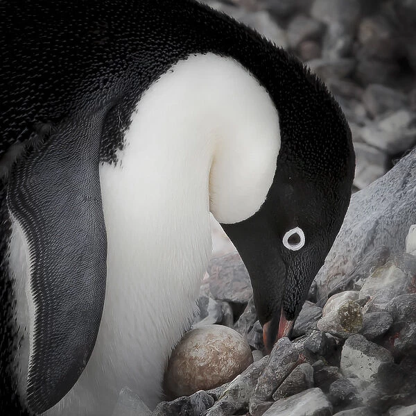 Antarctica. Adelie Penguin nurses an egg