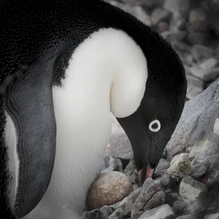 Framed Print : Antarctica. Adelie Penguin nurses an egg