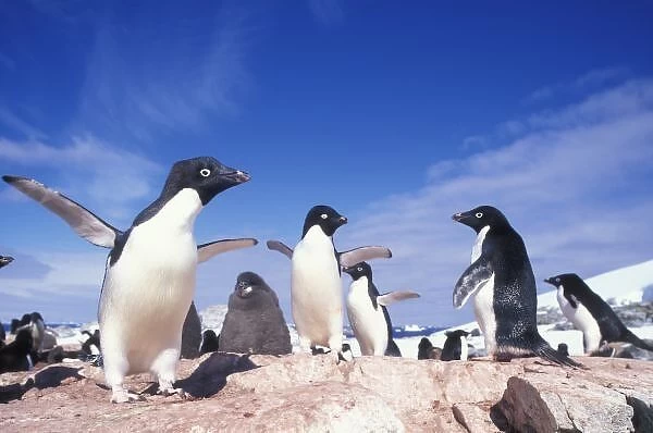 Antarctica, Adelie Penguin (Pygoscelis adeliae) rookery on Petermann Island near