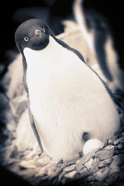Antarctica. Adelie Penguin sits on an egg. Black and White with vignette border