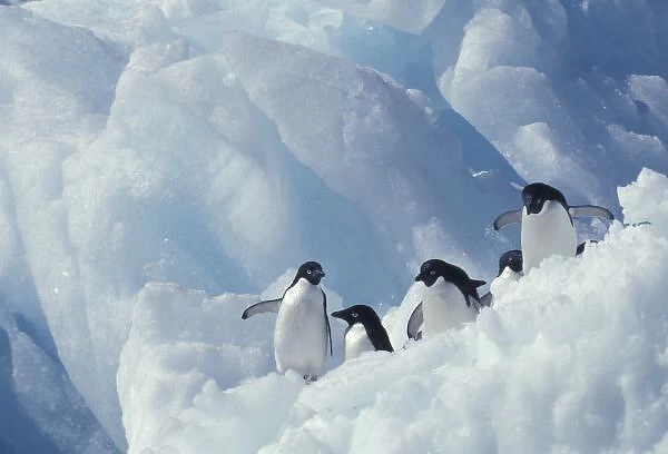 Antarctica. Adelie penguins