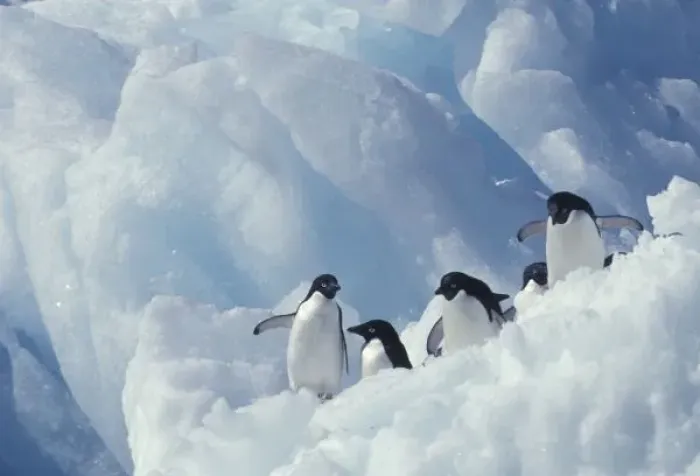 Framed Print : Antarctica. Adelie penguins
