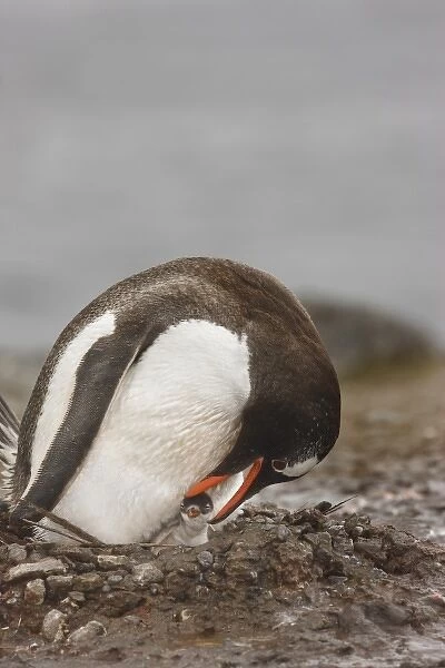 Antarctica, Aitcho Island. A gentoo penguin inspects its newborn chick in its nest