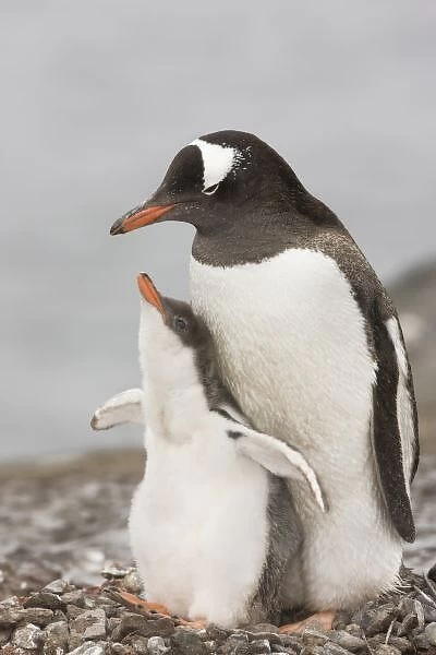 Antarctica, Aitcho Island. Gentoo penguin chick raises its flippers during a bonding