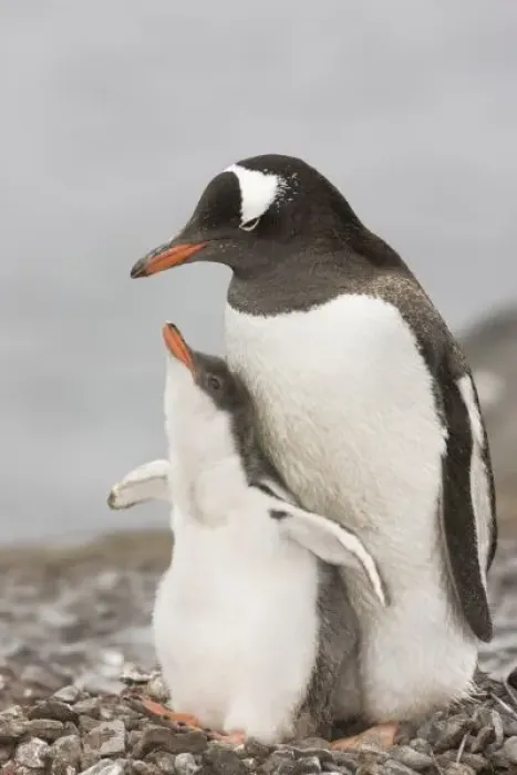 Framed Print : Antarctica, Aitcho Island. Gentoo penguin chick raises its flippers during a bonding Framed Print : Antarctica, Aitcho Island. Gentoo penguin chick raises its flippers during a bonding