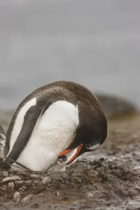 Framed Print : Antarctica, Aitcho Island. A gentoo penguin inspects its newborn chick in its nest