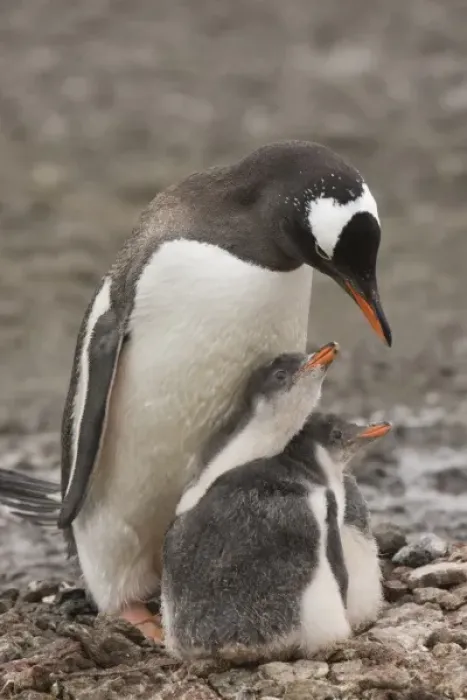 Framed Print : Antarctica, Aitcho Island. A gentoo penguin parent protects its pair of chicks